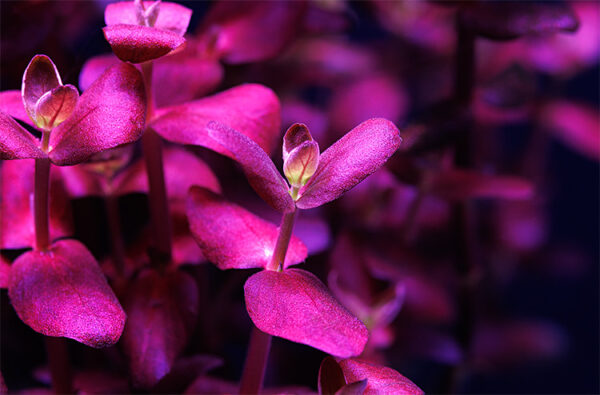 Bacopa salzmannii "Purple"