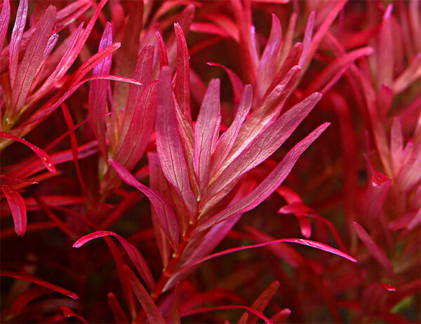 Rotala rotundifolia "Singapore Blood Red"