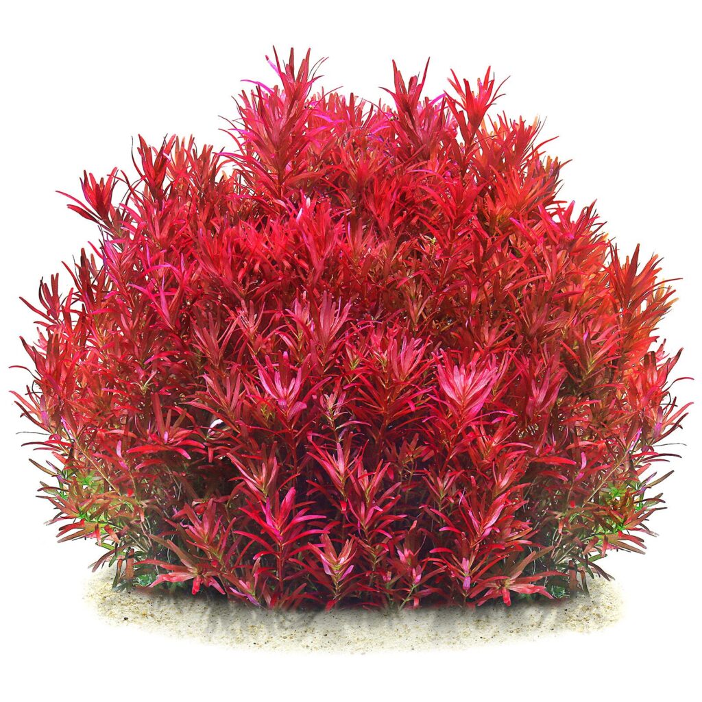 Rotala rotundifolia "Singapore Blood Red"