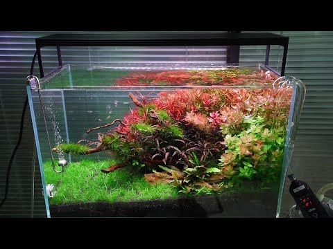 Chihiros WRGB II Pro